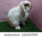 Small photo of Holland lop rabbit cony buck doe bunny cute animal pets