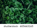 Green Mint Plant Grow Background. 