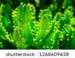 Close Up Detail Of A Cactus...