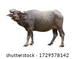 Year of the bull, buffalo with horns, symbol of 2021 on a white background, isolated