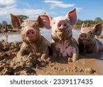 Small pig in mud play in look...