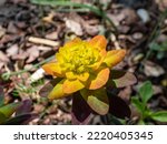 Cushion Spurge  Euphorbia...