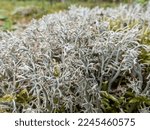 Small photo of Macro shot of the reindeer cup lichen, reindeer lichen or grey reindeer lichen (Cladonia rangiferina) in the forest. The color is grayish or whitish, it forms extensive mats up to 10 centimetres tall