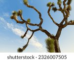 Small photo of The abstract trees of Joshua Tree National Park sprawl out in all directions as the blue sky in the background contrasts this unique plant.