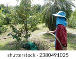 Small photo of A woman stands holding a hose, tending to a durian tree with a steady flow of water, ensuring the proper irrigation and growth of the tropical fruit, durian.