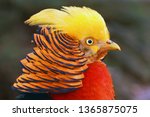 The Golden Pheasant Or Chinese...