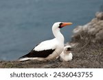 Small photo of The Nazca booby (Sula granti) sitting with chick on the cliff with blue see in background.