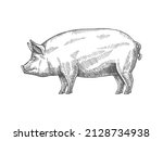 sketch of a pig. vector vintage ... | Shutterstock .eps vector #2128734938