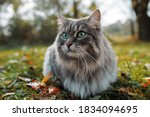 The cat looks to the side and sits on a green lawn. Portrait of a fluffy gray cat with green eyes in nature, close up. Siberian breed
