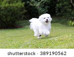 Maltese Dog Running / A white maltese dog running on green grass and plants background