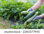 zucchini in the hands of a farmer, the concept of harvesting and gardening, a place for text.