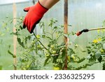 Small photo of treatment of tomato plants from harmful precipitation in the form of dew and from pests and gray rot, wireworm and Colorado potato beetle, plant protection with a sprayer.
