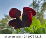 Small photo of Pansy Matrix Red Blotch is easy to grow.Rich , red flowers merging into a central blotch.