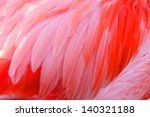 Bright Red Flamingo Birds