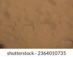 Small photo of Greater Flamingo Footprints in Golden Brown coloured Sand underwater in a Salt Flat in Ria Formosa Nature Reserve in Tavira, Portugal.
