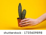 Hand holds cactus in pot on yellow background. Minimalism photo