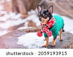 Chihuahua dog in a winter scarf in winter in snowy weather. Pet in clothes.