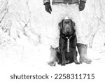 Labrador in ammunition in snowy weather. A Labrador retriever dog stands between the owner's legs.