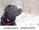 Portrait of a dog on a snowy day. Profile of a black labrador retriever in ammunition.