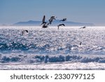 Small photo of A flock of pelicans fly at horizon level against a steely shimmering afternoon Pacific Ocean with the Channel Islands as further backdrop. A pair of surfers wait, with a lone sailboat on the horizon.