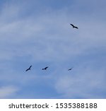 Four Turkey Vultures Circling...