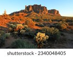 Saguaros and Superstition Mountains, Lost Dutchman State Park, Apache Junction, Arizona, USA