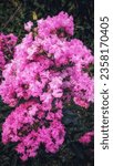 Small photo of Garut, West Java, Indonesia - September 2, 2023 : Photos of pink flowers have intrinsic beauty