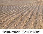 A lot of beds on a large plowed field. Agricultural land. Endless rows of beds leaving in the distance in the rays of the evening sun