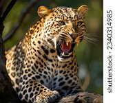 Leopard's grace  roaring from...