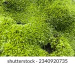 Small photo of Green moss foliose or crustose lichen