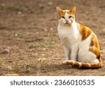Small photo of The cat possesses beauty without vanity, strength without insolence, courage without ferocity, all the virtues of man without his vices.