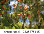 Small photo of Common spindle, also known as European spindle or European spindle, Euonymus europaeus
