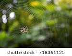 The Common Garden Spider With...