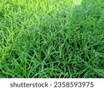 Small photo of Grass, Lawn, Greensward, turf, sward