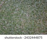Small photo of grass, lawn, greensward, sward, turf