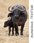 Cute Baby African Buffalo With...