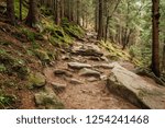 beautiful deep mountain forest nature landscape in morning light and shadows from trees on vivid green grass and bare stone rocks