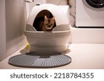 Automatic toilet for cats. pet...
