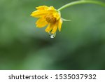 Drop Of Water On Yellow Cosmos...