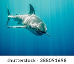 Great white shark who looks like Bruce from Finding Nemo movie in the blue Pacific Ocean  at Guadalupe Island in Mexico under sun rays