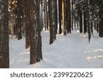 Tree trunks in winter. Winter landscape with snow and tall pines and spruce, pine forest.