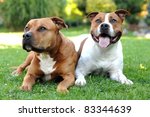 Two American Staffordshire...