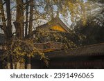 Small photo of this temple was built 7000 years ago and these ginkgo trees aged 800 yeas