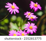 Small photo of Photograph of a blooming Redpurple Ragworth, also know as purple groundsel and wild cineraria (Senecio Elegans)