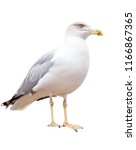 A Sitting Seagull Isolated On A ...