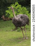 an ostrich with gray feathers is running in the safari park.Ostriches are large flightless birds. They are the heaviest living birds, and lay the largest eggs of any living land animal.