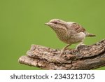 Small photo of Eurasian Wryneck on a branch with green background.