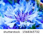 Blue Closeup Cornflowers ...