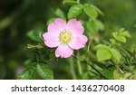 Small photo of Sweet Brier (Rosa rubiginosa) flower blooming, also known as sweetbriar rose, sweet briar or eglantine