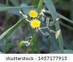 Small photo of close up of Sonchus asper, also commonly known as the prickly sow-thistle, rough milk thistle, spiny sowthistle, sharp-fringed sow thistle, or spiny-leaved sow thistle